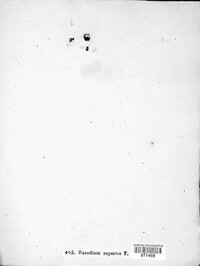 Racodium rupestre image